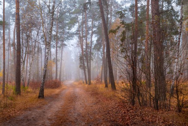туманный осенний лес в ноябре