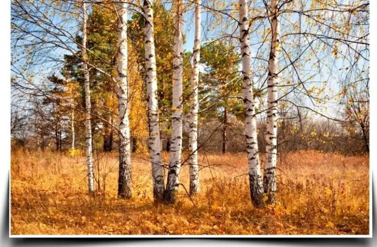 золотая осень в лесу, осенний пейзаж, природа