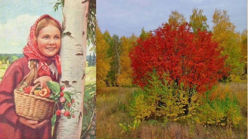 девушка русская, лес, багряные кусты, листья