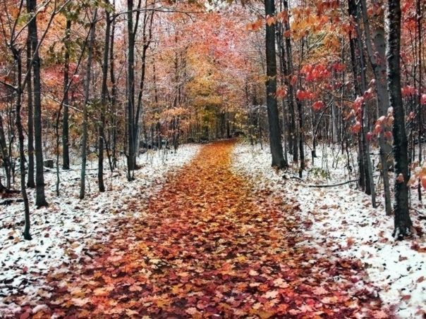 Ноябрь в лесу, Ноябрь, красивая поздняя осень