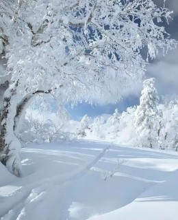 снег зима лес сугробы