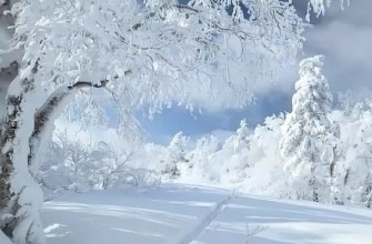 снег зима лес сугробы