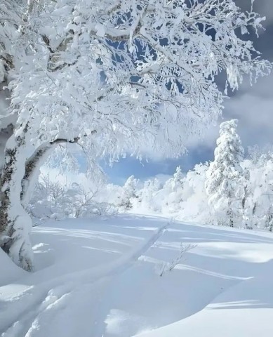 снег зима лес сугробы