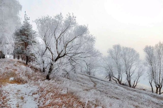 Утро туманное зимнее, зима, деревья в снегу