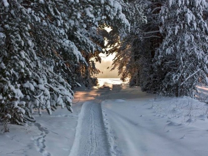зима, лес, зимняя дорога