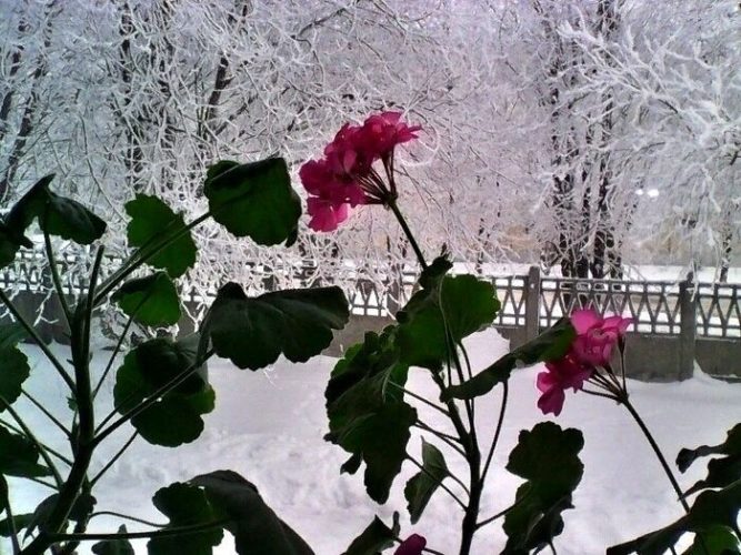 Сочинение по теме Стихотворение Бориса Пастернака «Снег идет»