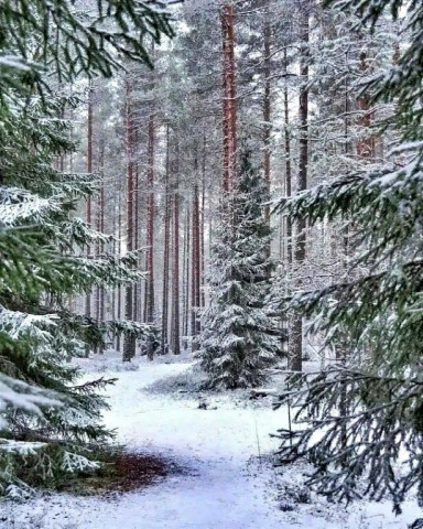 Зимний лес, зима, снег