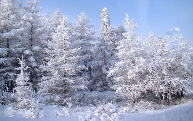 Зимний лес, зима в лесу