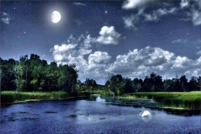 Ночь, ночной пейзаж, луна, лебедь одинокий
