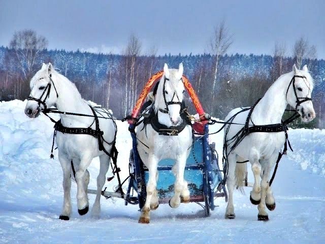 Русская тройка, Зима, тройка белых лошадей, Кони, Лошади