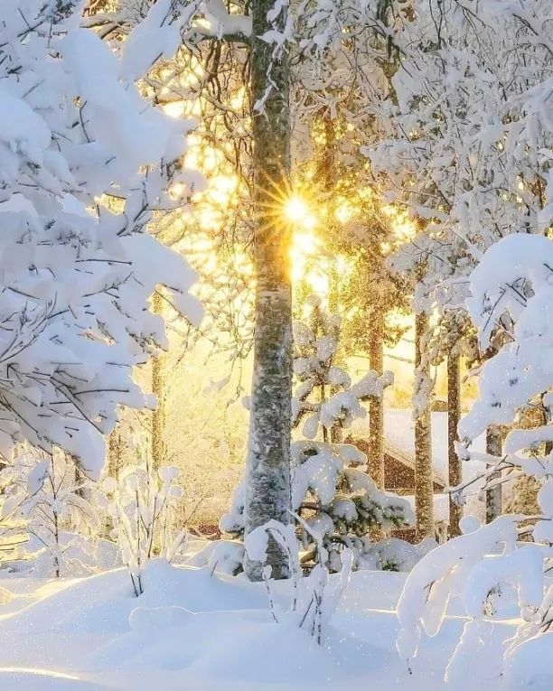 зима, солнце, лес