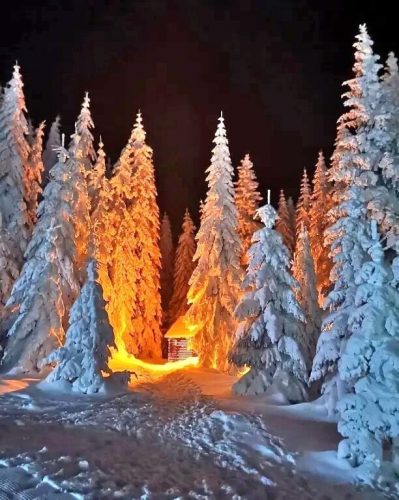 Зимний лес ночью, зимний пейзаж