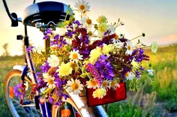 Полевые цветы на велосипеде