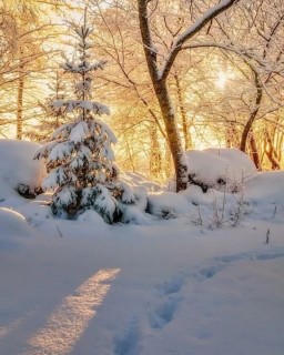 зима солнце снег природа