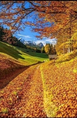 Осень, Золотая осень, желтые листья
