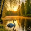 лебедь, закат восход, природа