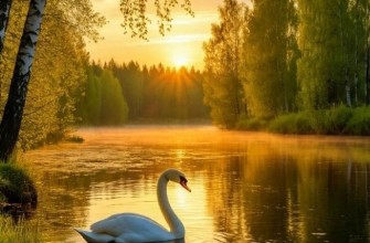 лебедь, закат восход, природа