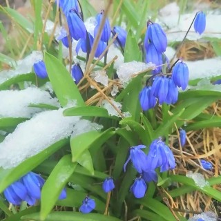 подснежник, весна снег цветы