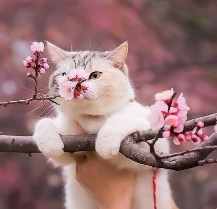 Весна! ...кот нюхает цветы