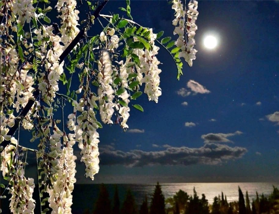 Весна, ночь, луна
