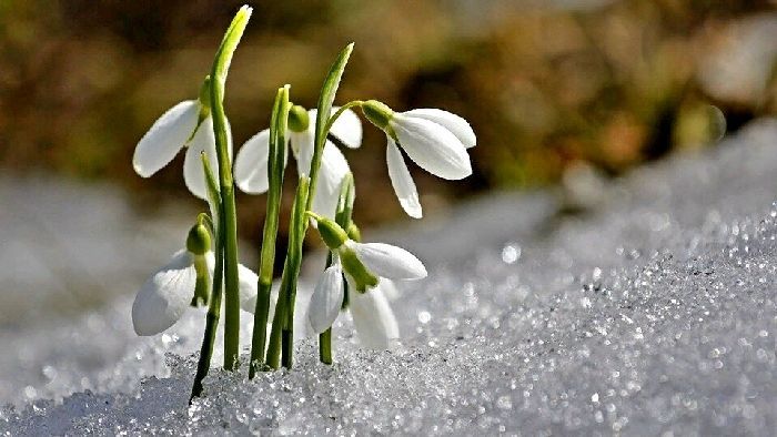 Весна ранняя, подснежники