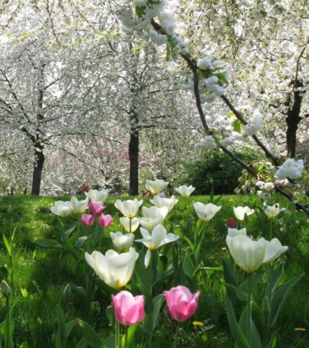 Весна, весна в саду, тюльпаны