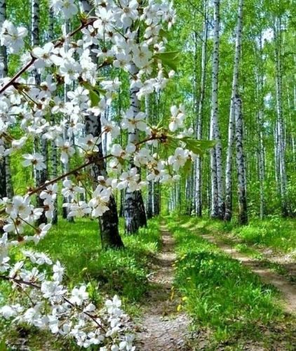 Весна, березы, яблоневый цвет, весенний лес, весенний пейзаж