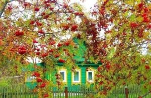 Деревенский домик с рябиной, рябина