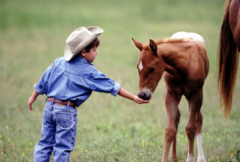 Мальчик кормит лошадь