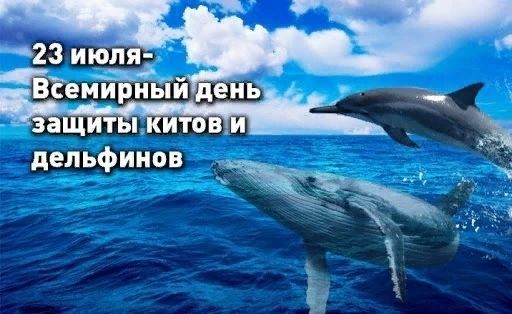 День китов и дельфинов