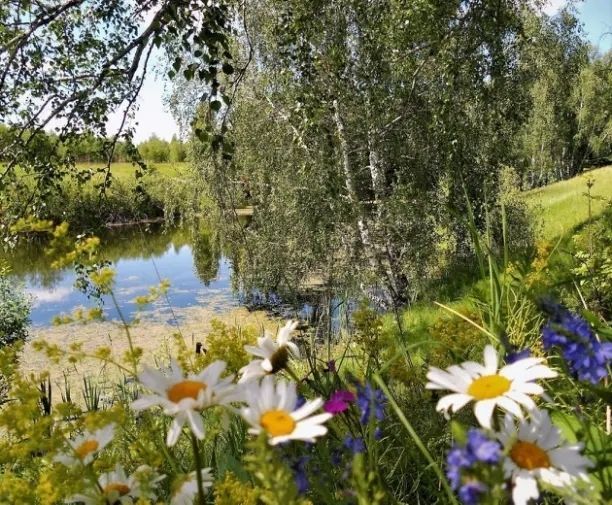 Лето, русская природа, красивый пейзаж, лес, речка, ромашки