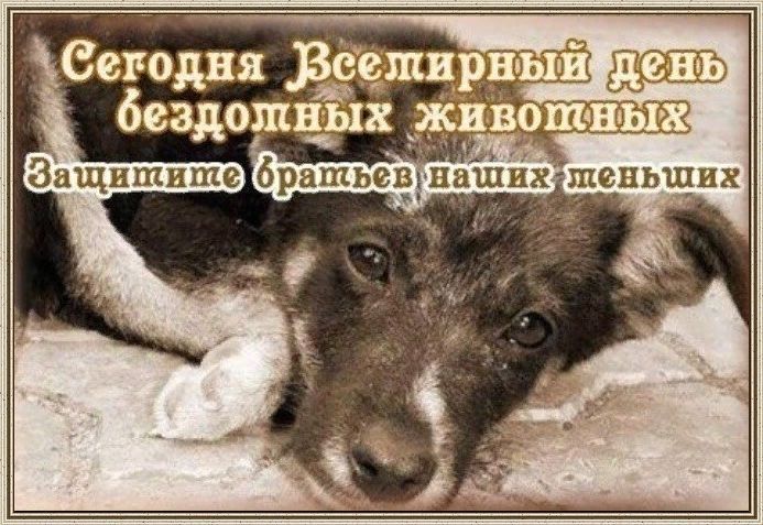 день бездомных животных