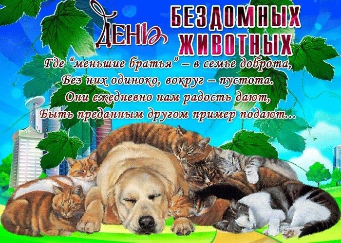 День бездомных животных