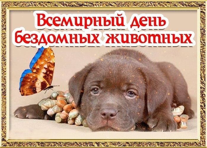 День бездомных животных