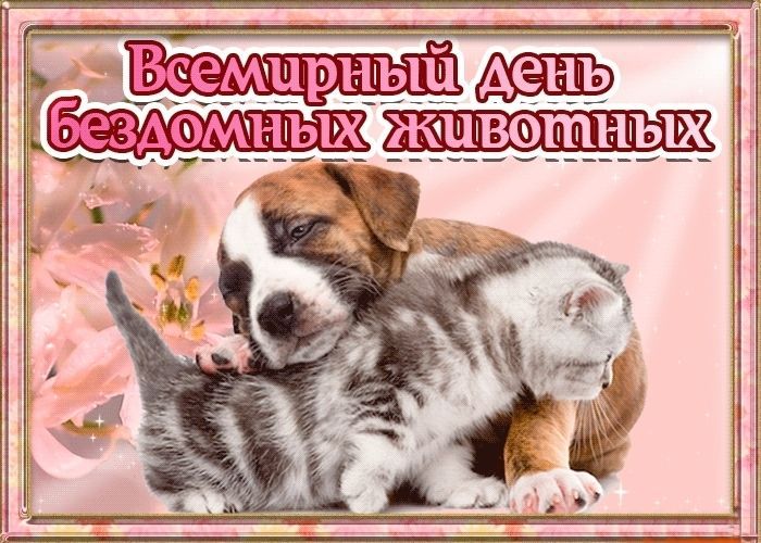 День бездомных животных