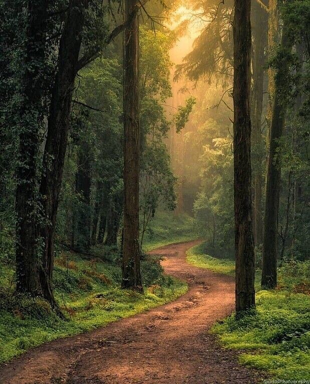 Лес, красивый пейзаж лесной