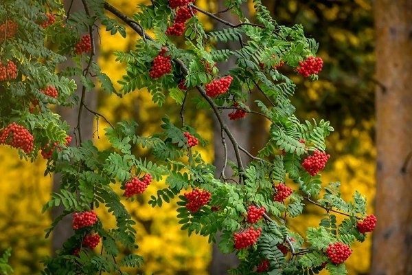 Куст рябины осенью