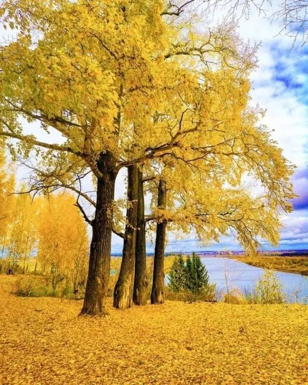 Золотая осень, лес, речка, осенний пейзаж