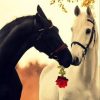 Лошади, прекрасные лошади, белая лошадь, черная лошадь, конь