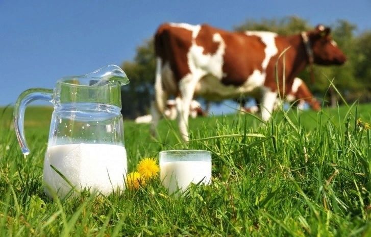 Молоко коровье, корова