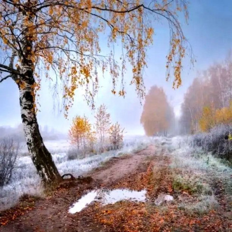 поздняя осень, зима, лес, снег