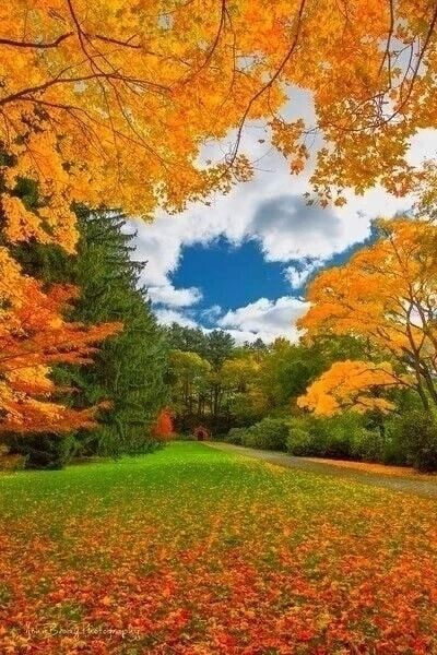 Золотая осень в лесу, парк