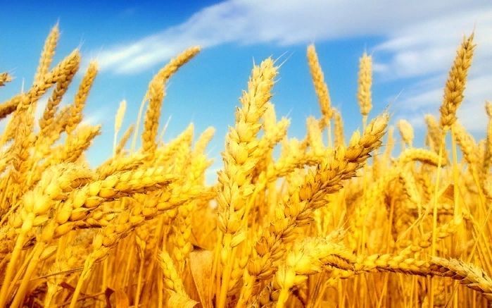 Пшеница, поле, русское поле