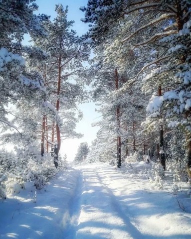 утро зима снег лес дорога сугробы