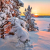 Зима, снег, лес, закат или восход