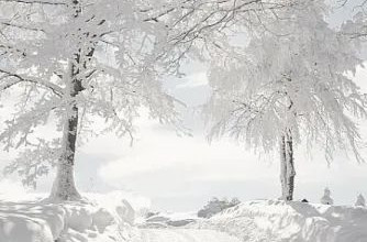 зима, солнце, снег, лес