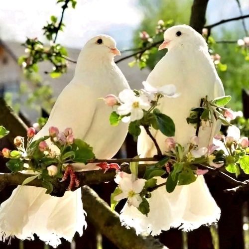 белые голуби, любовь, нежность