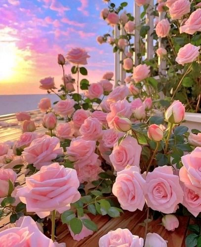 розовые розы, море