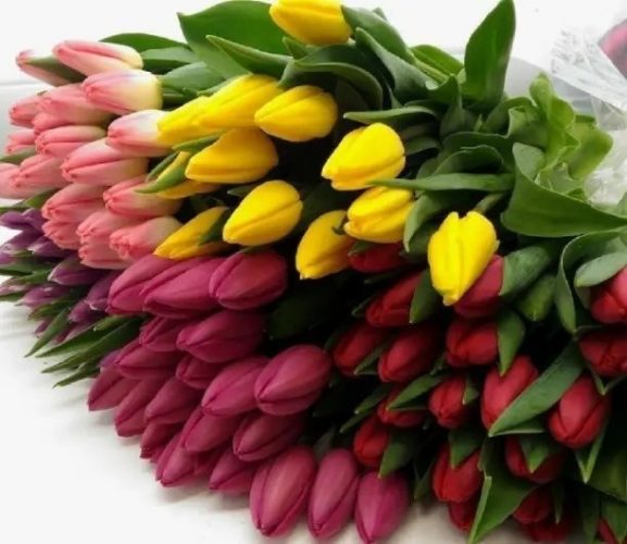 Тюльпаны., цветы
