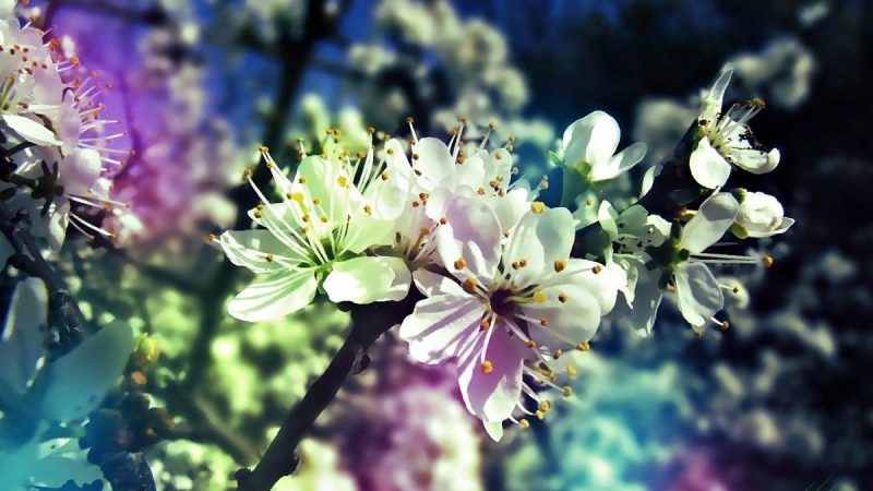 весна, цветение вишни